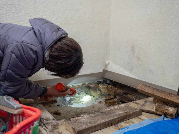 Best Attic Mold Removal  in Cuero, TX
